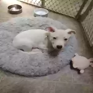 adoptable Dog in Kernersville, NC named Max