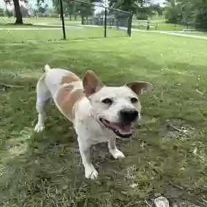 adoptable Dog in Magnolia, TX named Frank