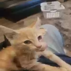 adoptable Cat in Little Rock, AR named Tiny