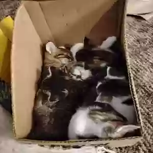 adoptable Cat in Paragould, AR named Kittens