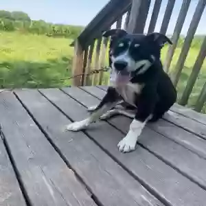 adoptable Dog in Saint Marys, KS named Unknown