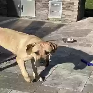 adoptable Dog in Chesapeake, VA named Willow