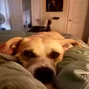 adoptable Dog in Decatur, GA named Millie