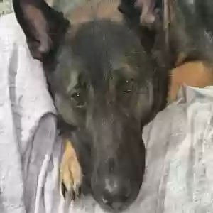 adoptable Dog in Strongsville, OH named Thor