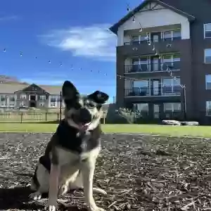 adoptable Dog in Cleveland, GA named Durango
