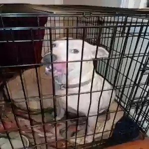 adoptable Dog in Rome, GA named Linnea