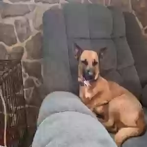 adoptable Dog in Binghamton, NY named Unknown