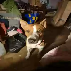 adoptable Dog in Binghamton, NY named Unknown