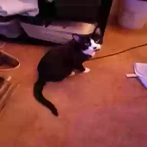 adoptable Cat in Aberdeen, WA named Oreo