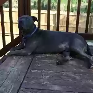 adoptable Dog in Creedmoor, NC named Buddha