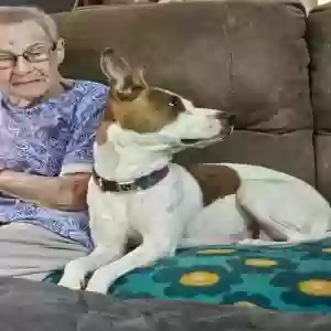 adoptable Dog in Montevallo, AL named Callie