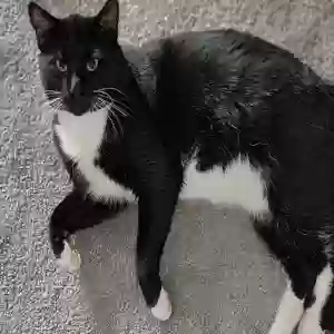 adoptable Cat in Lula, GA named Pete