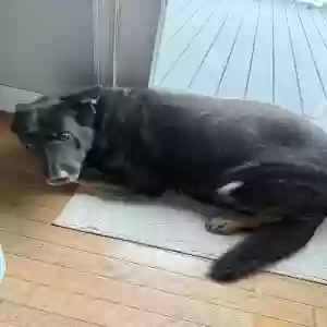 adoptable Dog in Bellmore, NY named Dc