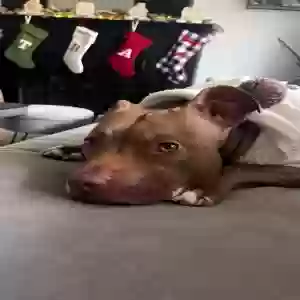 adoptable Dog in Kalamazoo, MI named Miley