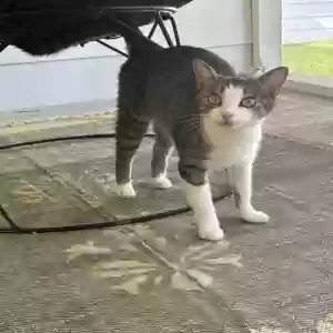 adoptable Cat in Durham, NC named Sweetheart