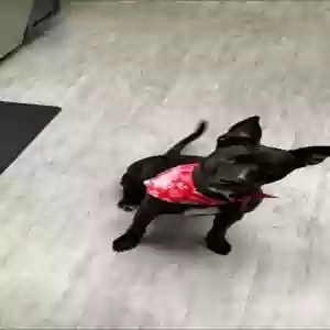 adoptable Dog in Tacoma, WA named Charlotte