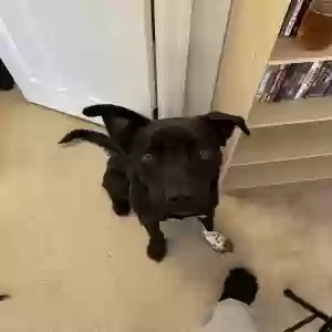 adoptable Dog in Windermere, FL named Jax