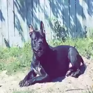 adoptable Dog in Jacksonville, FL named Staxx