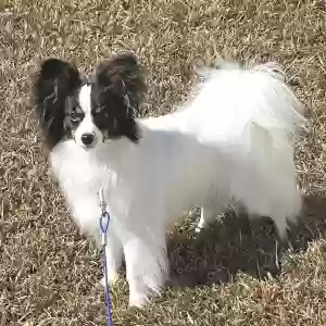 adoptable Dog in Murrells Inlet, SC named Bullet