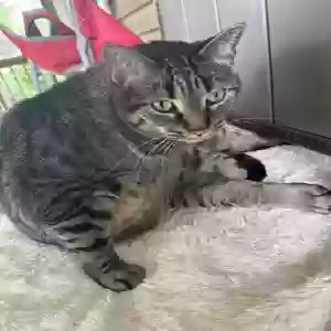 adoptable Cat in Atglen, PA named Rocky