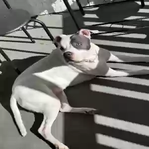 adoptable Dog in Conyers, GA named Petey