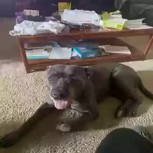 adoptable Dog in Bennington, NE named Mamba