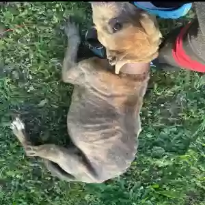 adoptable Dog in Ellenwood, GA named Buddy