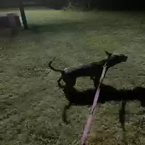 adoptable Dog in Ellenwood, GA named Buddy