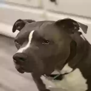 adoptable Dog in Westfield, NC named Homer