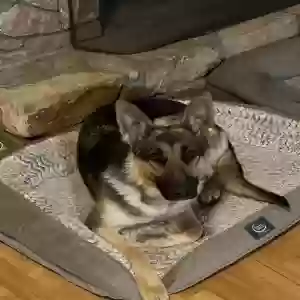 adoptable Dog in Butler, TN named Wolfie