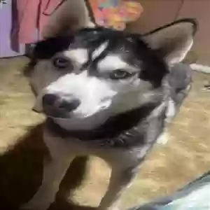 /images/pets/original/2183689_actual_two.webp