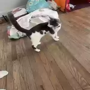 adoptable Cat in Chicago, IL named Kaos