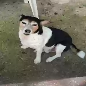 adoptable Dog in Mableton, GA named Unknown