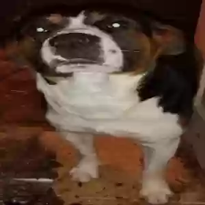 adoptable Dog in Sikeston, MO named Panda