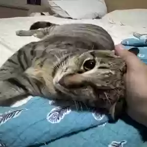 adoptable Cat in Miami, FL named Millie