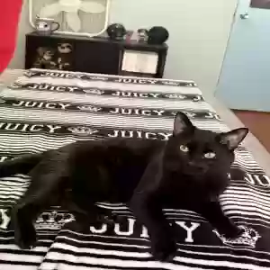 adoptable Cat in Tucson, AZ named Cinna
