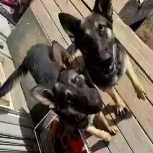 adoptable Dog in Dewey, AZ named Luna