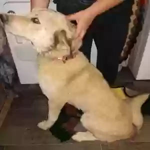 /images/pets/original/2183711_actual_two.webp