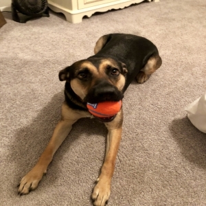 adoptable Dog in Bartlett, IL named Remi