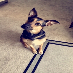 /images/pets/original/2183721_98831_IMG_0001.webp