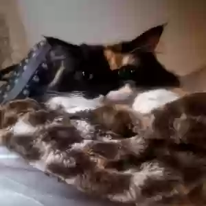 adoptable Cat in Austell, GA named Dumpy