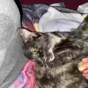 adoptable Cat in Houston, TX named Mable