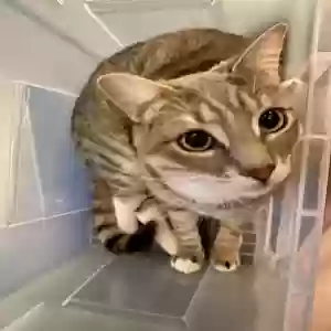 adoptable Cat in Houston, TX named Biggie