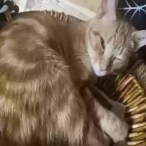 adoptable Cat in Houston, TX named Franklin
