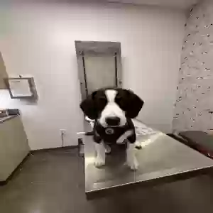 adoptable Dog in Stone Mountain, GA named Jack
