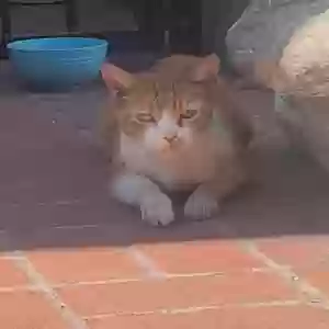 adoptable Cat in Long Beach, CA named Suki