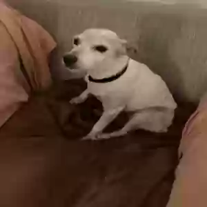 adoptable Dog in Mableton, GA named Honey