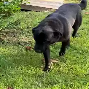 adoptable Dog in Camden, AL named Beau