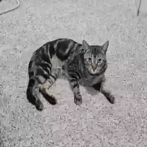adoptable Cat in Lawrenceville, GA named Chili