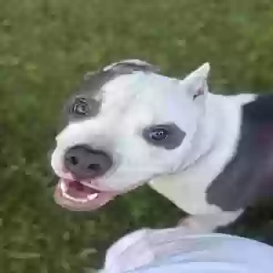 adoptable Dog in Mcdonough, GA named Unknown